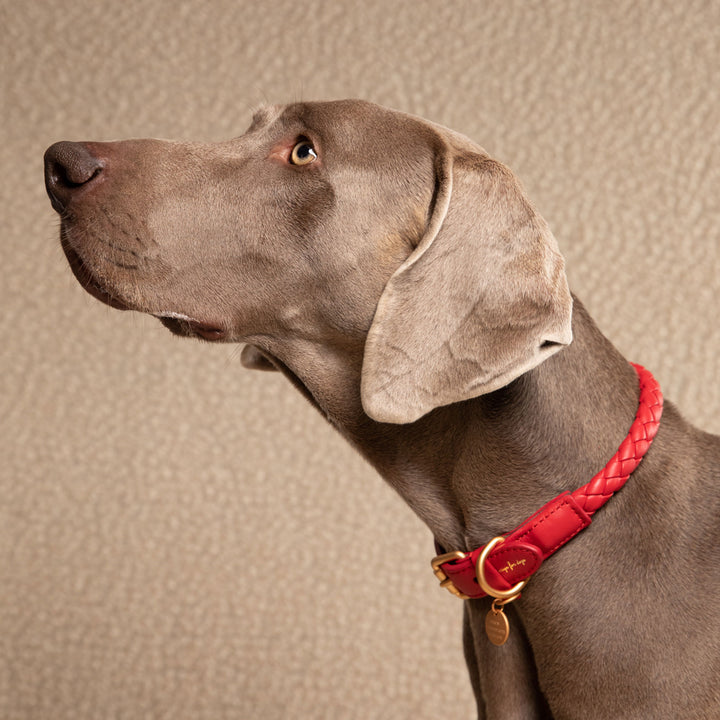 Ferdinando Designer Braided Leather Dog Collar